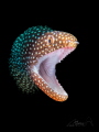 weekly hotshot click to zoom